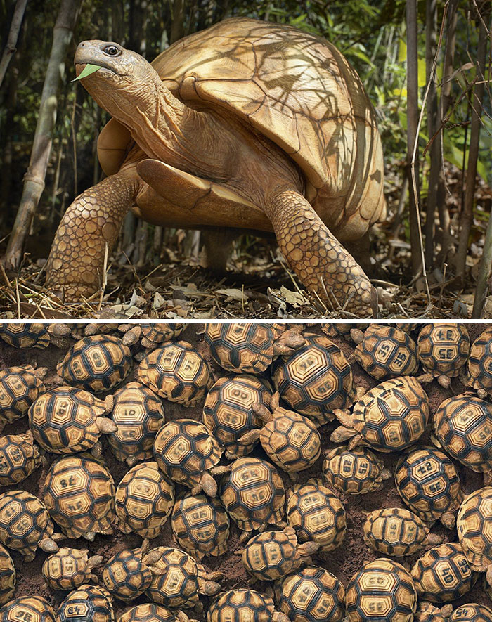 Madagaskar Kaplumbağası