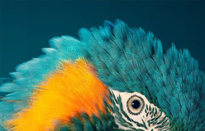 Mavi Boğazlı Papağan